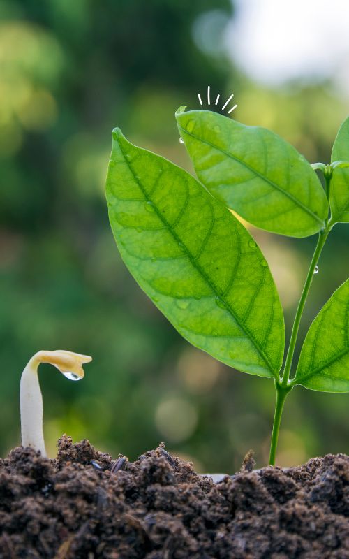 Abenteuer Biologie | Thema Pflanzenwelt