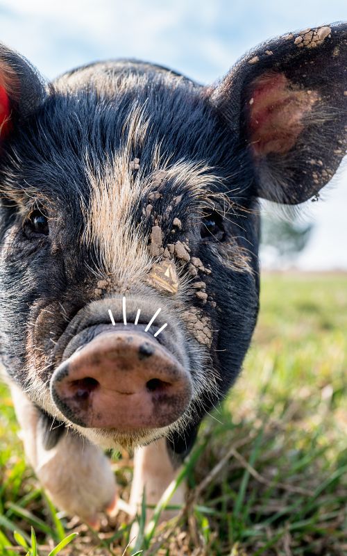 Minikurs „Tierschutz und Tierwohl" | Nomy School