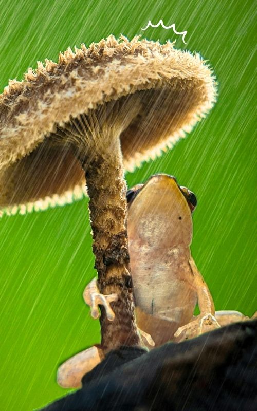 Ein Frosch umarmt einen Pilz unter dem Regen