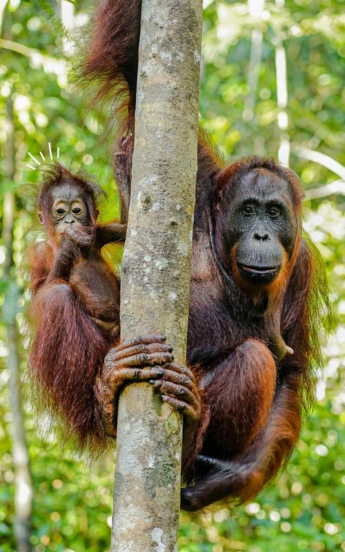 Minikurs Programmieren mit Scratch | Nomy School